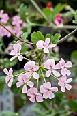 PELARGONIUM LARA VIKING