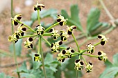 PELARGONIUM GIBBOSUM MAROON