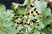 PELARGONIUM GIBBOSUM MAROON