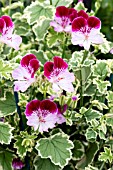 PELARGONIUM OLDBURY DUET