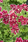 PELARGONIUM QUANTOCK DOUBLE DYMOND