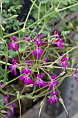 PELARGONIUM DEERWOOD LAVANDER LAD