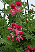 PELARGONIUM RADULA ROSEA