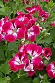 PELARGONIUM SUFFOLK GARNET