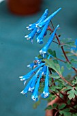 CORYDALIS PARVIFLORA SSP ROSTHORNII BLUE HERON