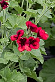 PELARGONIUM VOODOO