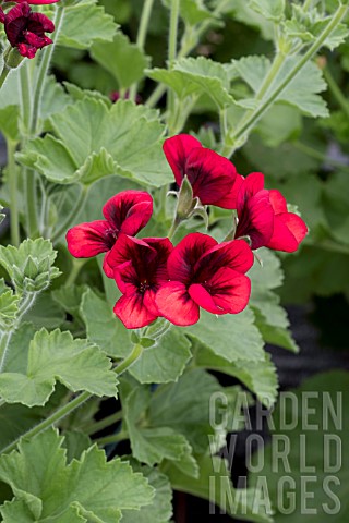 PELARGONIUM_VOODOO