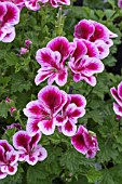 PELARGONIUM BERKSWELL CARNIVAL