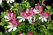 PELARGONIUM ESKAY SAAR