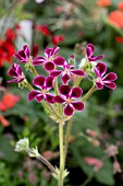 PELARGONIUM LAWRECEANUM