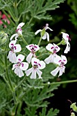 PELARGONIUM BLANDFORDIANUM