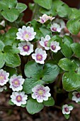 HEPATICA NOBILIS VAR JAPONICA TAMAUSAGH