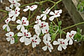 PELARGONIUM ECHINATUM ALBUM