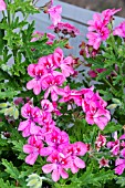 PELARGONIUM LARA STARSHINE