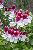 PELARGONIUM AUSTRALIAN MYSTERY