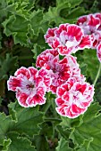 PELARGONIUM PRINCESS OF WALES