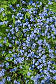 MYOSOTIS SYLVESTRIS