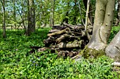 WOOD PILE