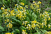 PRIMULA VERIS