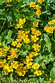 CALTHA PALUSTRIS