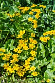 CALTHA PALUSTRIS