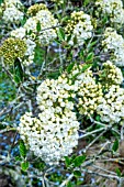 VIBURNUM ESKIMO