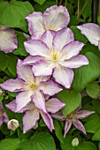 CLEMATIS LUCKY CHARM