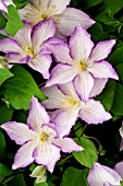 CLEMATIS LUCKY CHARM