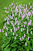 PERSICARIA BISTORTA SUPERBA AGM