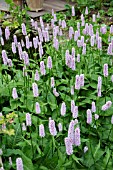 PERSICARIA BISTORTA SUPERBA AGM