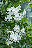 SOLANUM JASMINOIDES