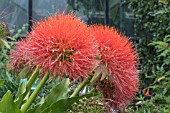 SCADOXUS MULTIFLORUS SUBSP. KATHERINAE