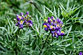 SOLANUM ANGUSTIFOLIUM