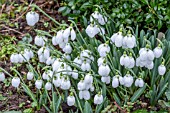 GALANTHUS THREE SHIPS