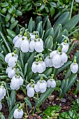 GALANTHUS THREE SHIPS