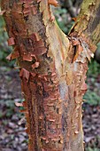 ACER GRISEUM BARK