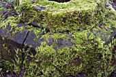 MOSS ON GARDEN ORNAMENT