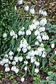 GALANTHUS THREE SHIPS