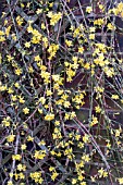 JASMINUM NUDIFLORUM