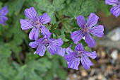 GERANIUM LIBANI