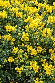 GENISTA CANARIENSIS