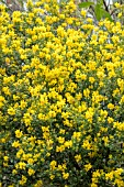 GENISTA CANARIENSIS