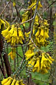 SOPHORA CASSIOIDES