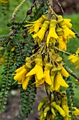 SOPHORA CASSIOIDES