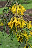 SOPHORA CASSIOIDES