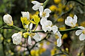 CITRUS TRIFOLIATA