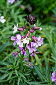 ERYSIMUM BICOLOR