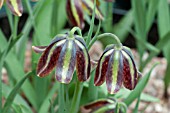 FRITILLARIA GRAECA