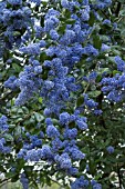 CEANOTHUS ARBOREUS TREWITHEN BLUE