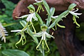 BOMATEA SPECIOSA